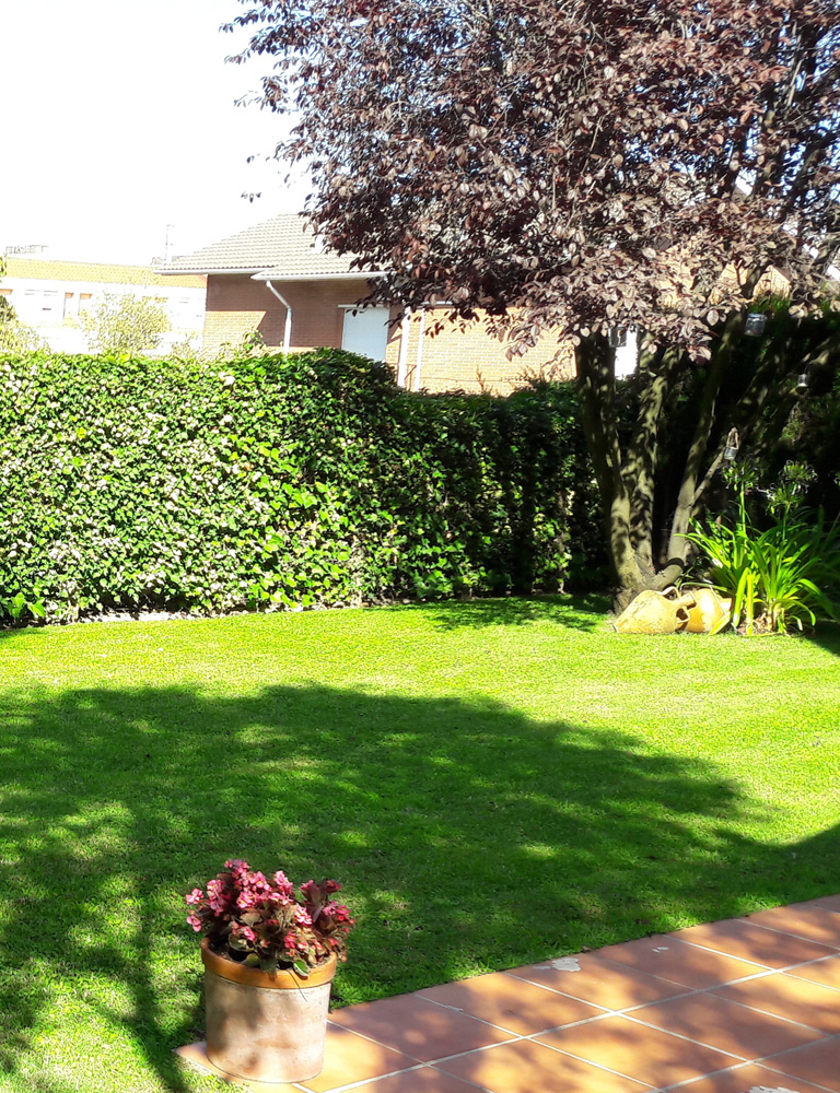 Garden with lawn
