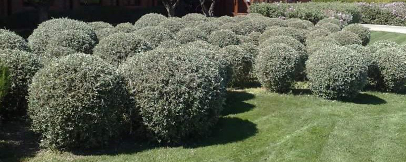 Poda i manteniment de jardins a Sabadell